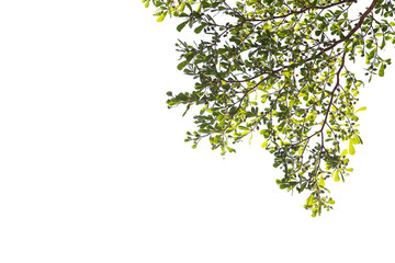 Green leaf and branches on white background