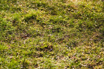 Beautiful garden village view of fresh cutted green grass.