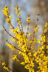 Fototapeta premium Beautiful park countryside garden view of blooming yellow small flowers with leafs.