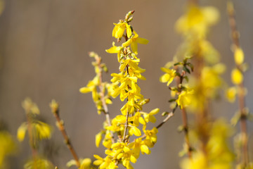 Beautiful park countryside garden view of blooming yellow small flowers with leafs.