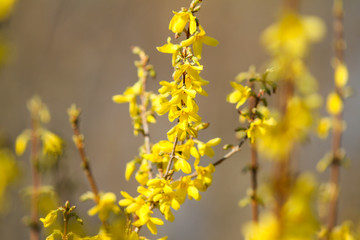 Beautiful park countryside garden view of blooming yellow small flowers with leafs.