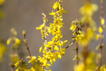 Beautiful park countryside garden view of blooming yellow small flowers with leafs.