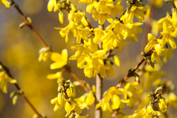 Beautiful park countryside garden view of blooming yellow small flowers with leafs.