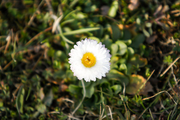 Beautiful garden view of blooming flower in countryside garden.