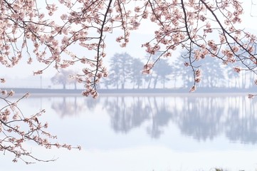 湖の桜（徳良湖）