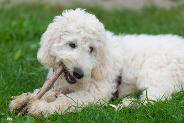 Junger Labradoodle - Hund spielt
