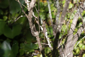 lizard