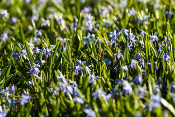 Beautiful summer view of green grass with small blue flowers.