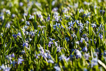 Beautiful summer view of green grass with small blue flowers.