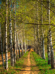 Birch alley at country side nature landscape background