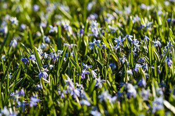 Beautiful summer view of green grass with small blue flowers.