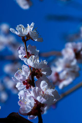 Flowering apricot. Botanical Garden. Spring background