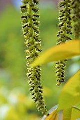 catkins hanging from a walnut tree in spring in an allotment in Nijmegen the Netherlands