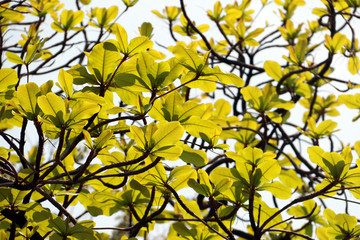 Obraz premium The big tree with fresh green leaves on branch on blue sky background