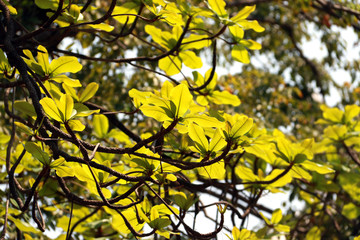 The big tree with fresh green leaves on branch on blue sky background