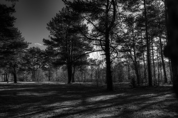 Black and white pine forest landscape background hd