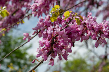 Fototapeta premium Blossoming pink flower background. Flowering decorative Japanese cherry branch in spring garden, macro image with copyspace and beautiful bokeh.