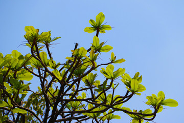 The big tree with fresh green leaves on branch on blue sky background