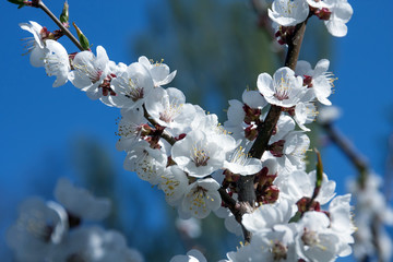 Flowering apricot. Botanical Garden. Spring background