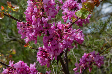Blossoming pink flower background. Flowering decorative Japanese cherry branch in spring garden, macro image with copyspace and beautiful bokeh.
