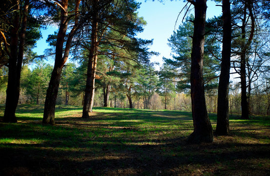 Pine forest landscape background hd