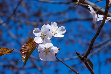Beautiful Sakura blooms. Spring background. Botanical Garden