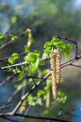 Birch blossoms. Botanical Garden. Spring background