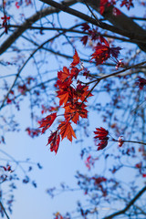 Maple leaves in spring. Botanical Garden.