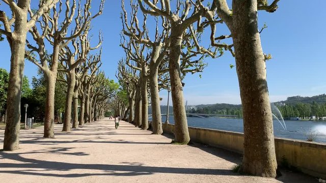 Plane tree lined riverside walk along the Mondego River in Coimbra Portugal 