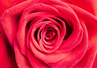 Single red rose as background, closeup shot, horizontal crop