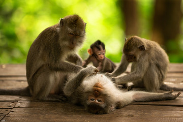 Monkey family at sacred monkey forest Ubud