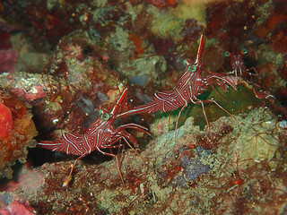 Hinge-beak Shrimp Rhynchocinetes durbanensis on hard coral during leisure dive in Sabah, Borneo.