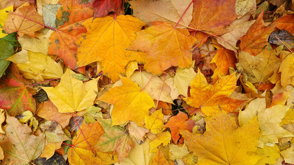 Naklejka na ściany i meble Bright colorful autumn background from fallen leaves