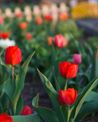 Beautiful tulips bloom in the garden.Spring Flowers with copy space