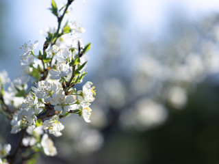 Cherry blossom , branches, flowers. Spring background