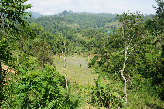 View of rice fields in the nature of Ella