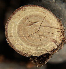 tree,  log,  wood,  forest, 