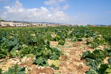 Fototapeta na wymiar growing fresh organic lettuce on plantations
