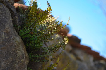 Beautiful little fern growing in a stone wall