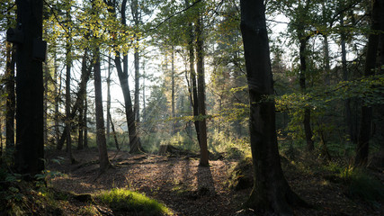 Sonnenstrahlen im Wald