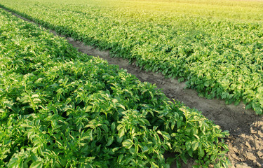 Fototapeta na wymiar Potatoes plantations grow in the field. Vegetable rows. Farming, agriculture. Landscape with agricultural land. Fresh Organic Vegetables. Crops