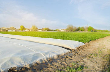Growing vegetable. Spunbond to protect against frost and keep humidity of vegetables. Small...