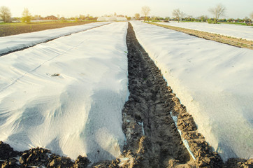 Growing vegetable. Spunbond to protect against frost and keep humidity of vegetables. Small...