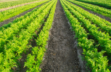 Fototapeta na wymiar Carrot plantations grow in the field. Vegetable rows. Growing vegetables. Farm. Landscape with agricultural land. Crops Fresh Green Plant Agriculture Farming. Selective focus