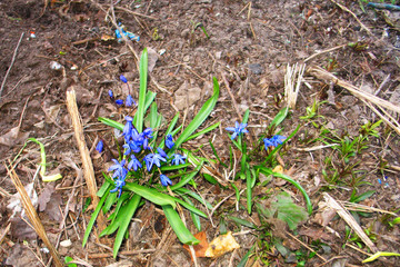 . Blue snowdrops in spring near the dry leaves. Blue flowers.