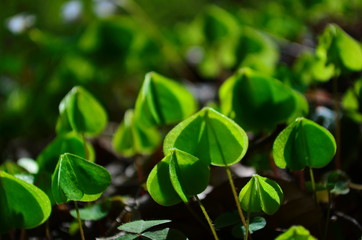 gently green leaves of wood sorrel in the forest