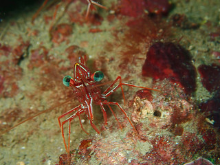 Hinge-beak Shrimp Rhynchocinetes durbanensis on hard coral during leisure dive in Sabah, Borneo.