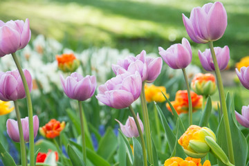 pink tulips background