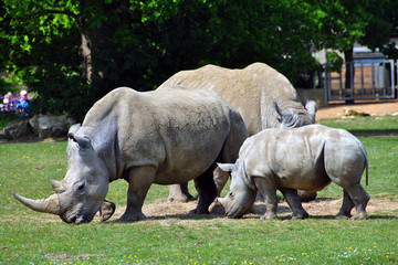 Obraz premium Southern White Rhino Rhincceros Ceratotherium Simum