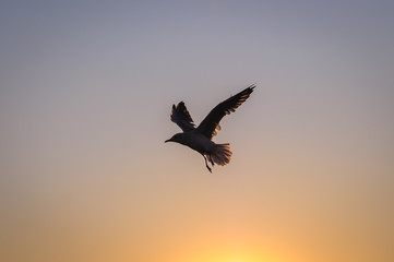 Fototapeta na wymiar Sea gull flying above Baltic Sea in Swinoujscie, Poland